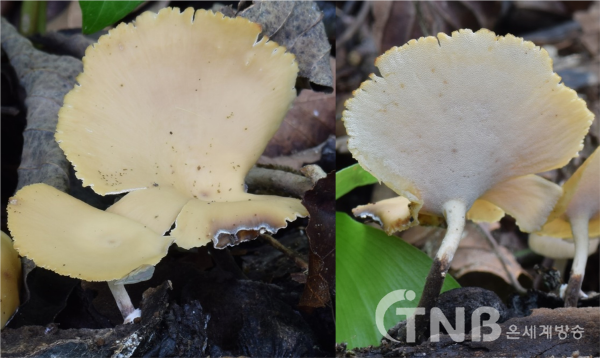 작은노란대구멍장이버섯은 울릉도에서 최초로 발견되어 국가생물종목록에 기재된 목재부후균이다.